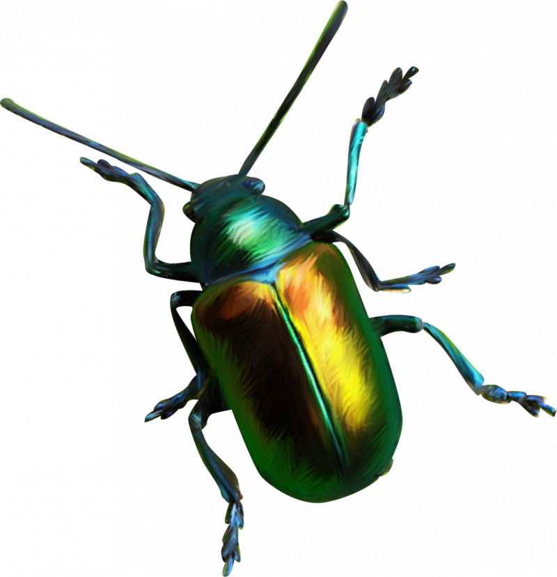 Насекомые на прозрачном фоне