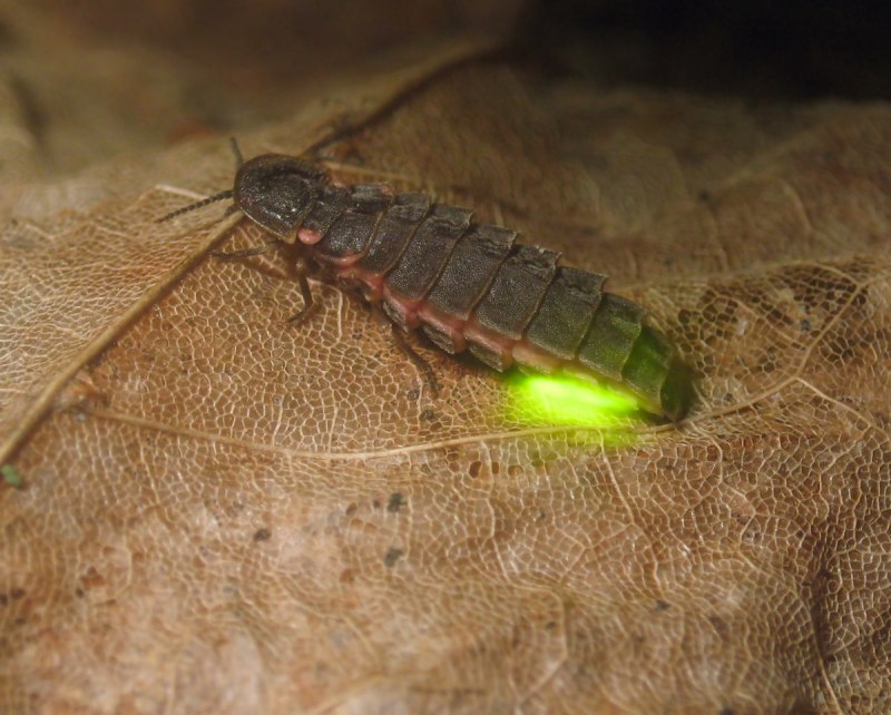 Обыкновенный светляк Жук