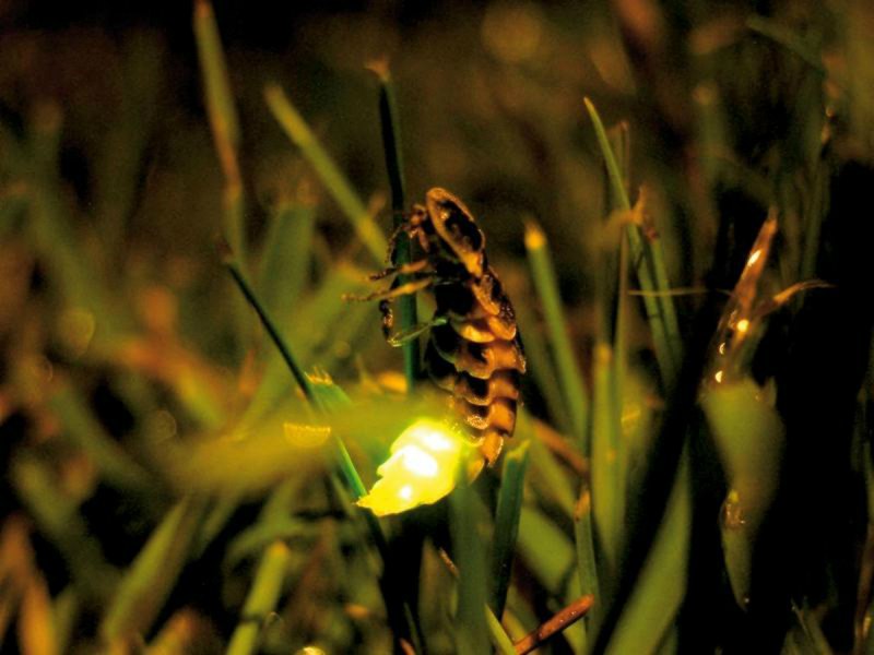 Светляк обыкновенный самка