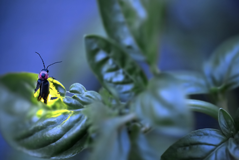 Светляк лампири