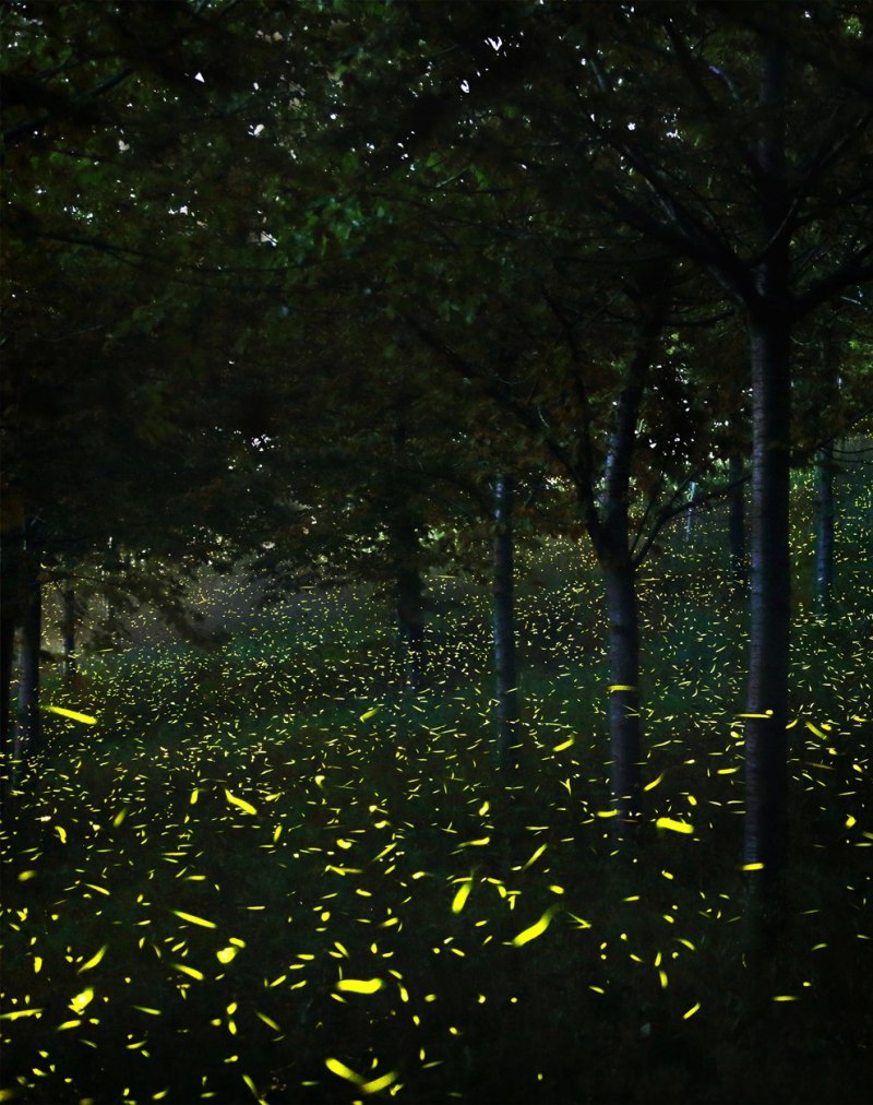 Светящиеся светлячки