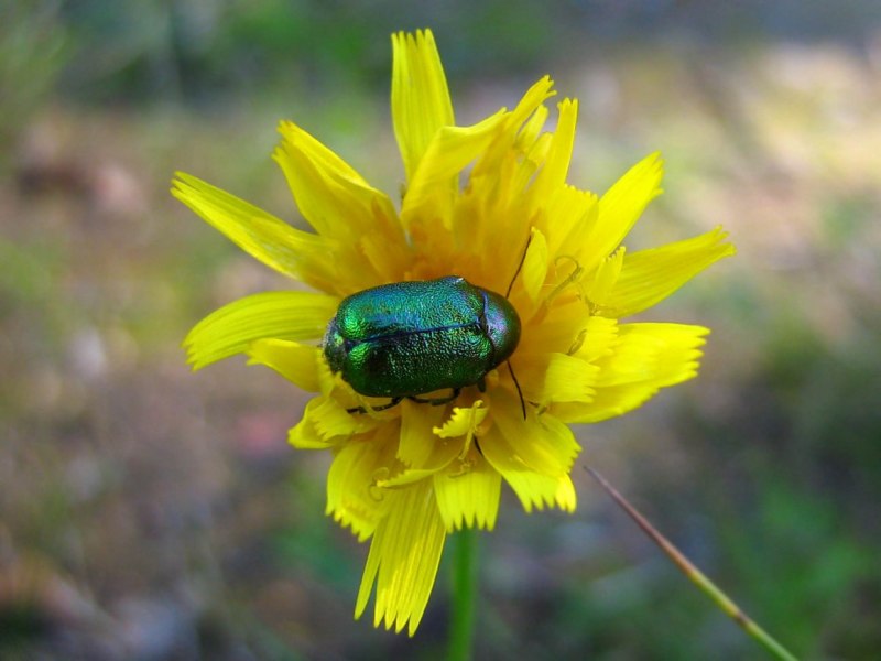 Светлячок насекомое зеленый