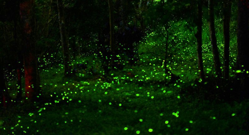 Озеро со светлячками