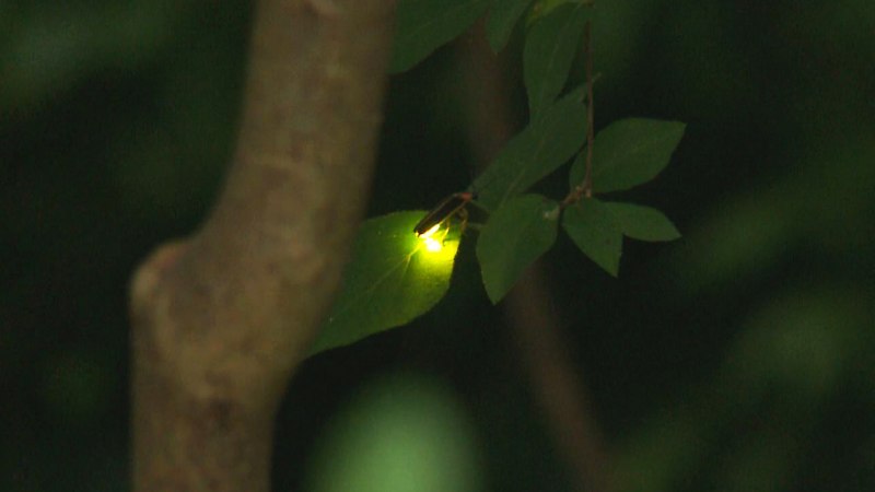 Светлячки на длинной выдержке