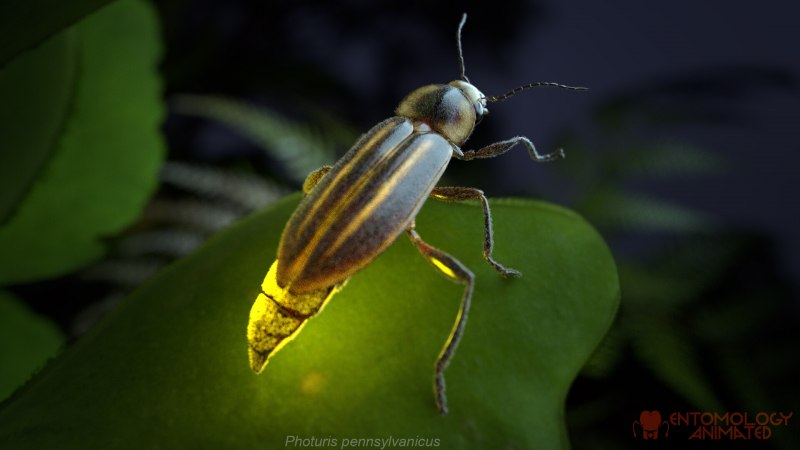 Жук Светлячок Photuris