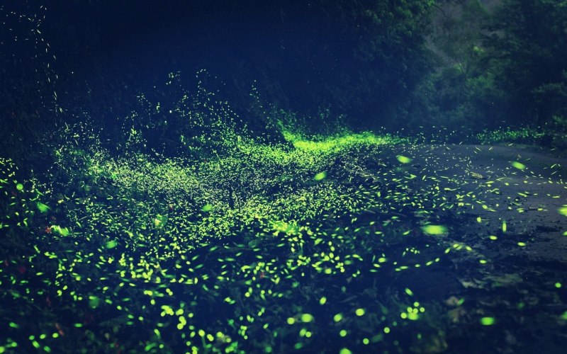 Летающие светлячки