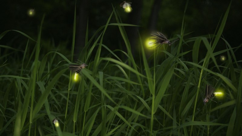 Насекомые ночью