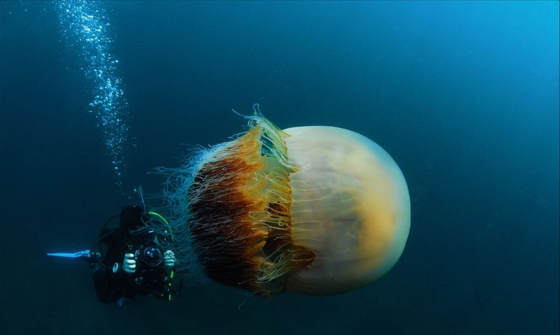 Lion Mane Jellyfish