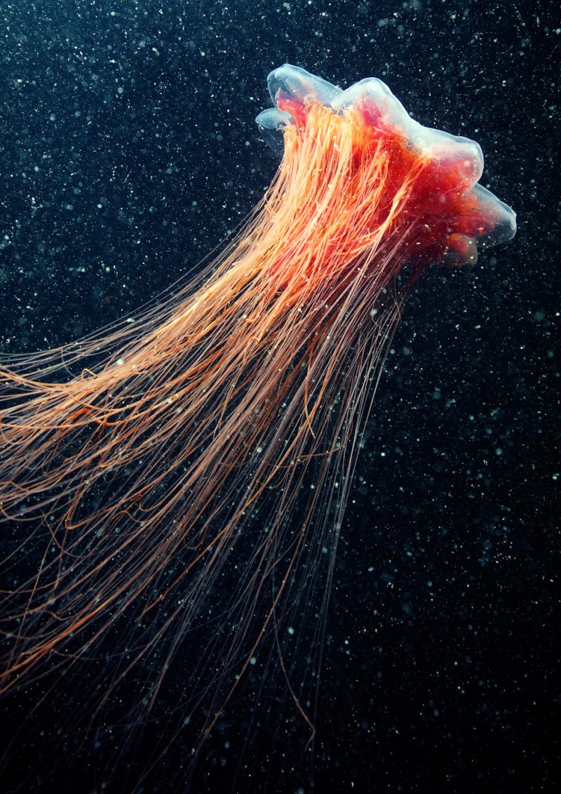 Медуза цианея