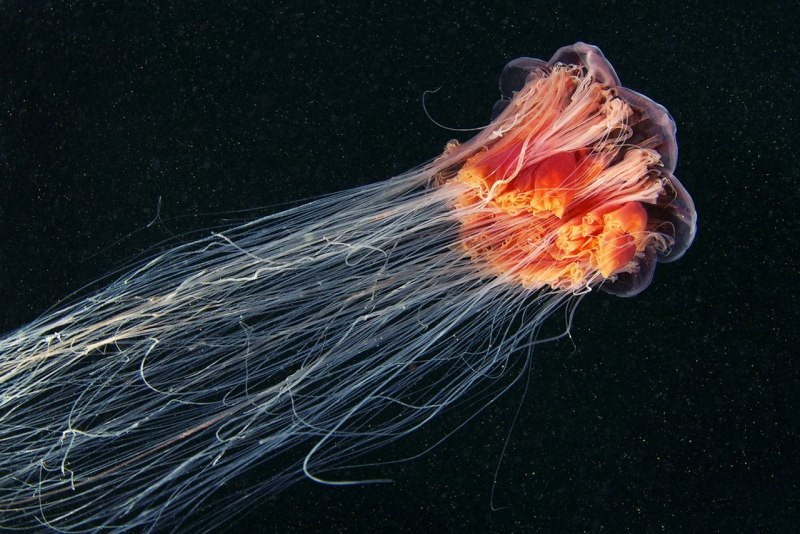 Медуза цианея