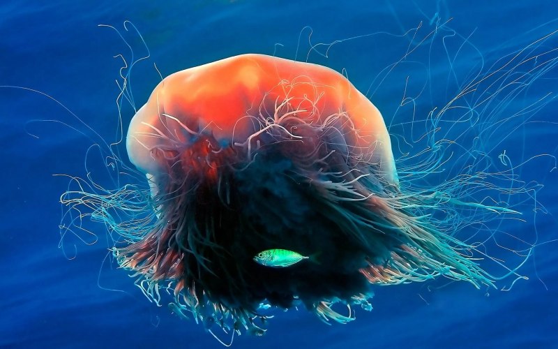 Lion Mane Jellyfish медуза