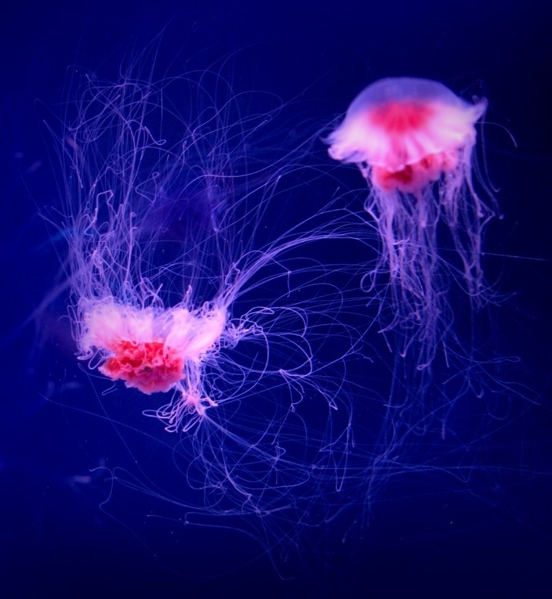 Арктическая медуза цианея