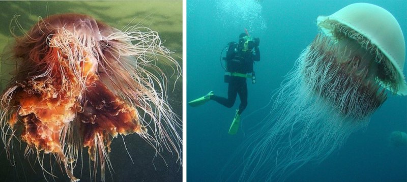 Корзинка Венеры цианея
