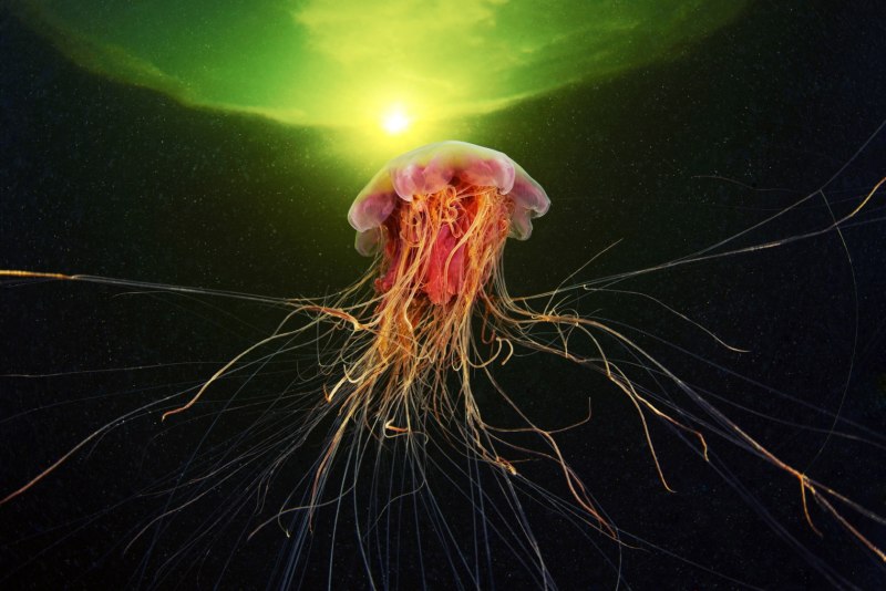 Полярная медуза или цианея
