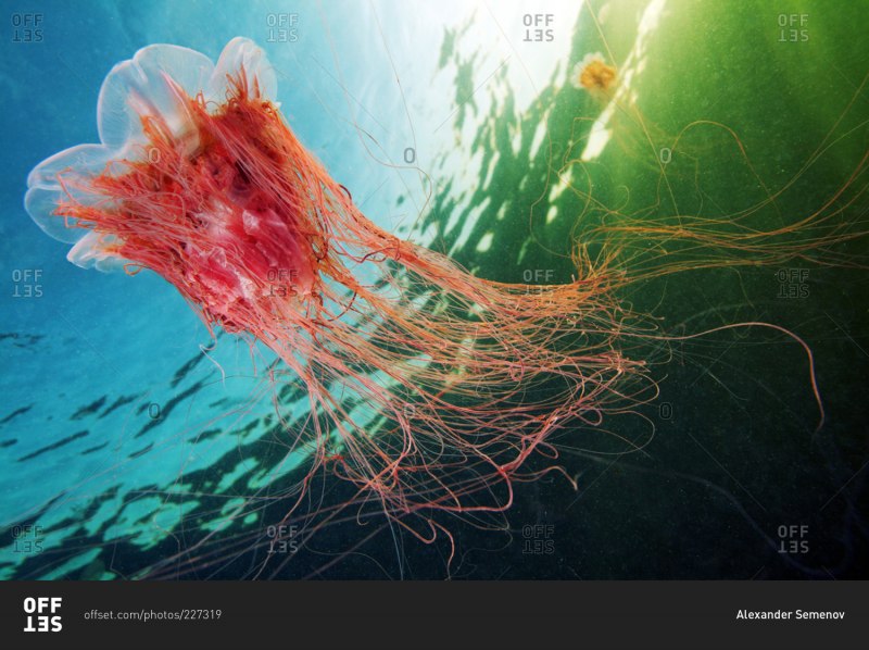 Арктическая цианея