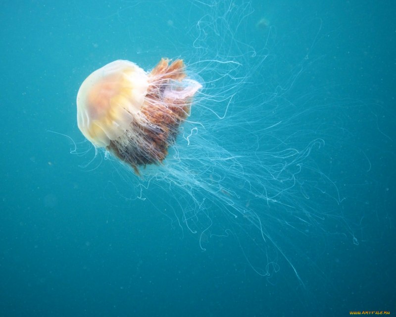 Cyanea медуза