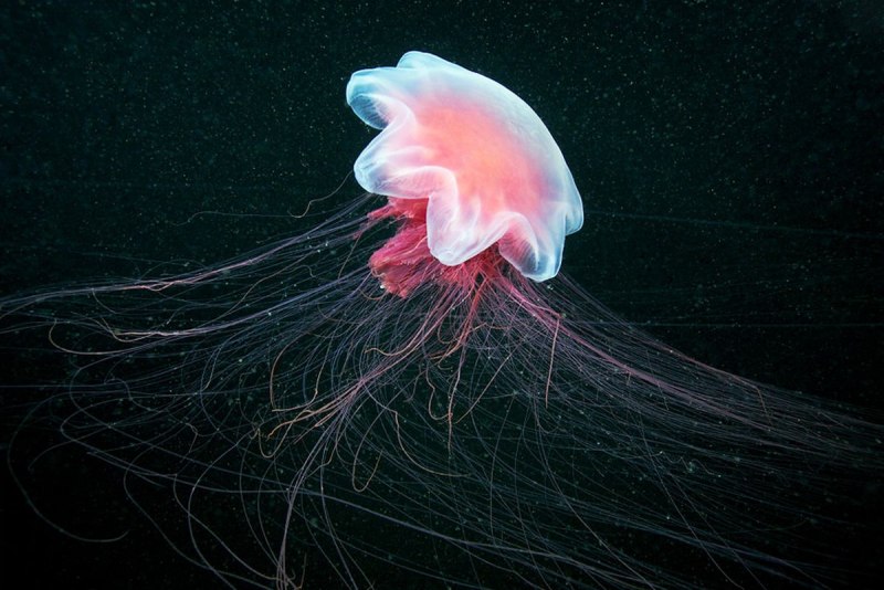 Медуза с 30 метровыми щупальцами