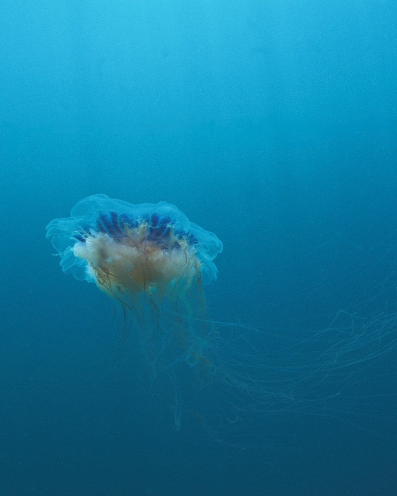 Арктическая цианея самая крупная медуза мирового океана