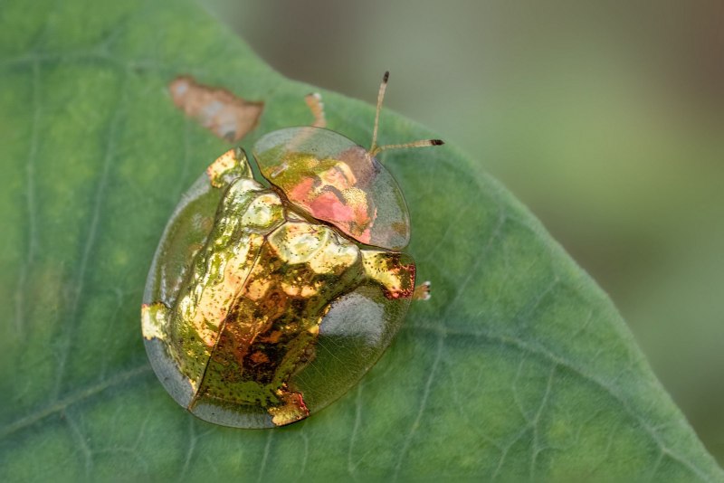 Золотой черепаховый Жук