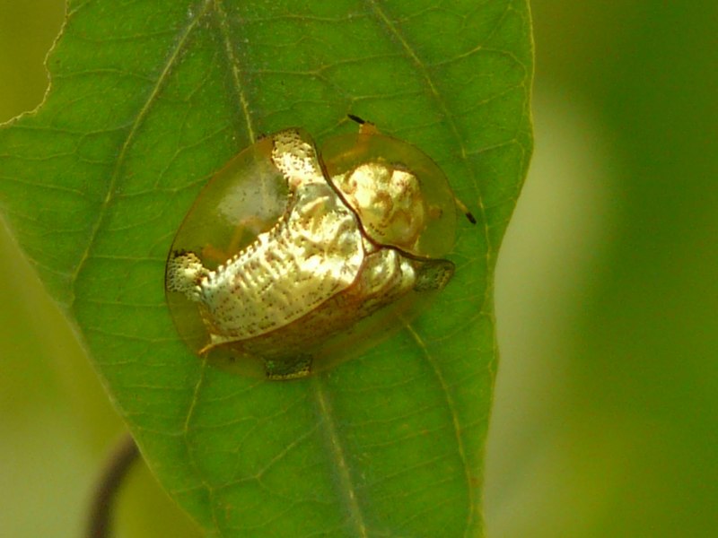 Жук щитник черепашка