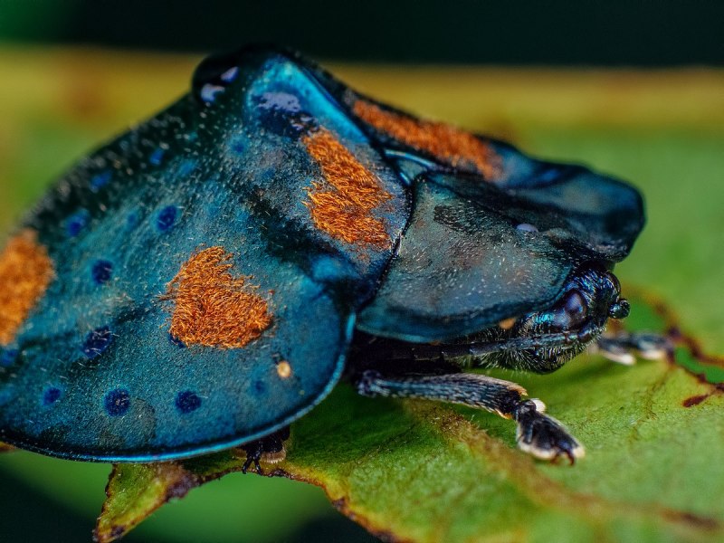 Золотая черепашка Жук