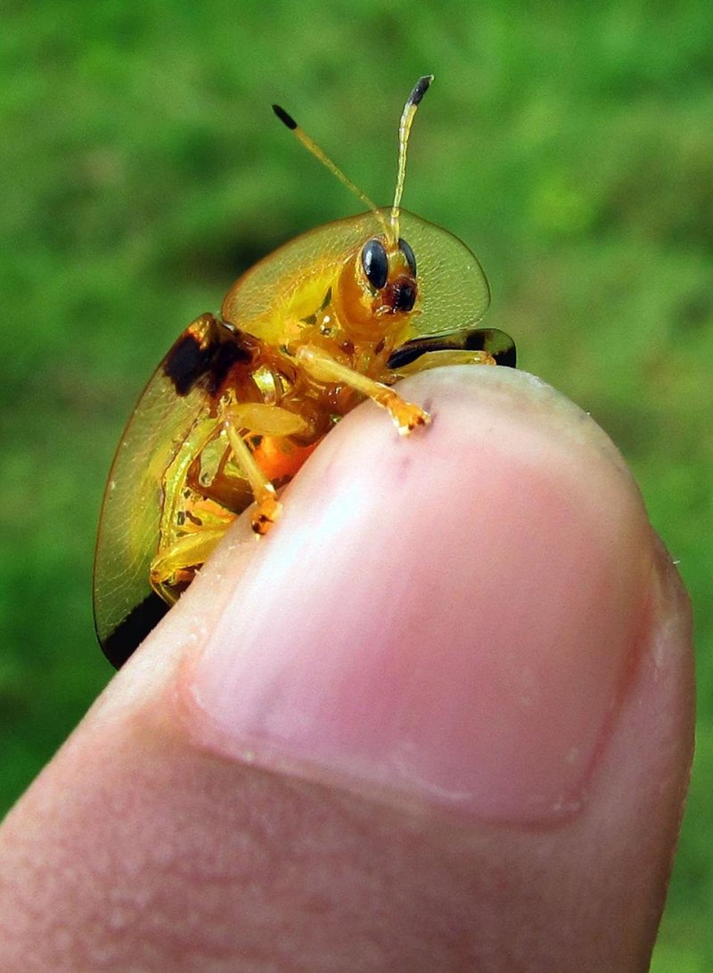 Золотой черепаховый Жук