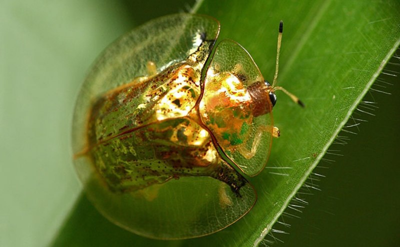Золотой черепаховый Жук