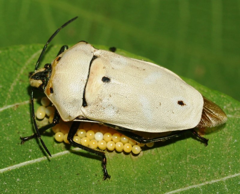Клоп щитник черепашка