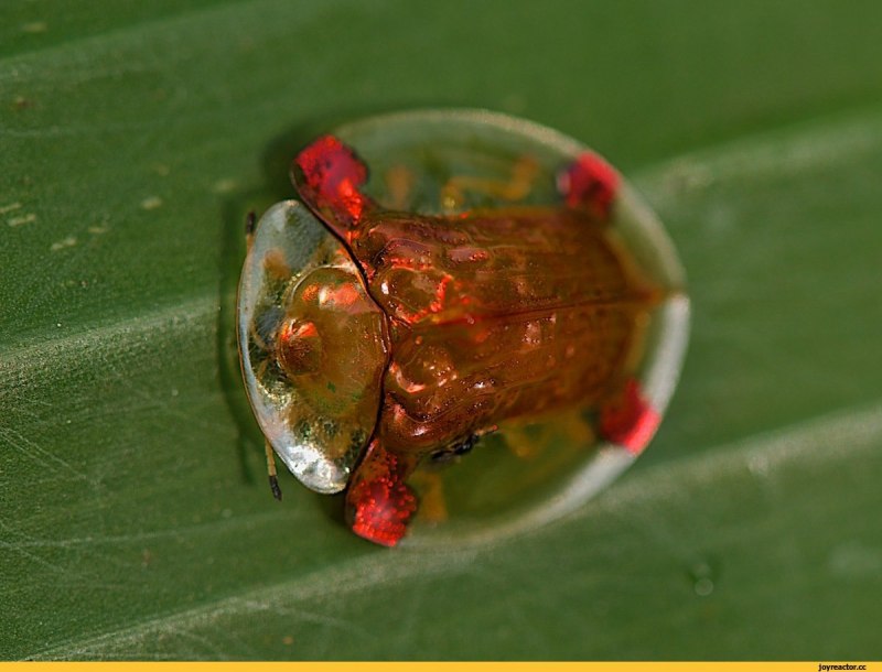 Жук щитник черепашка