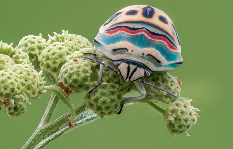 Золотой жучок