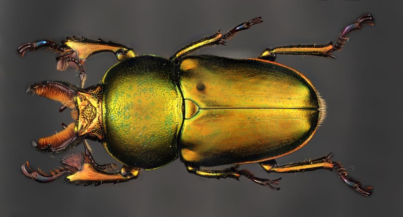 Золотистый Жук, который ест Викторию