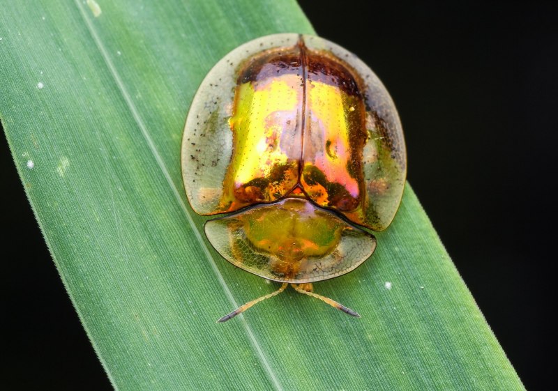 Золотая черепашка Жук