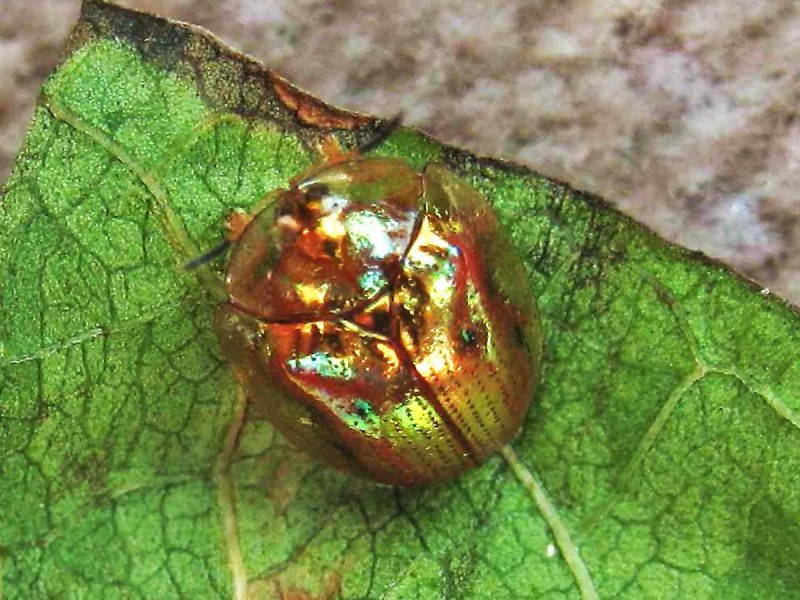 Золотой черепаховый Жук