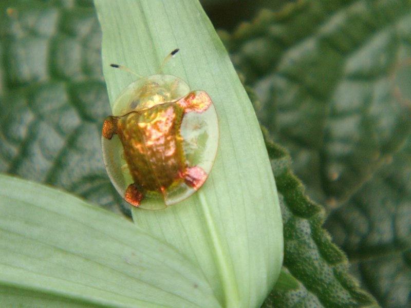 Жук щитник черепашка