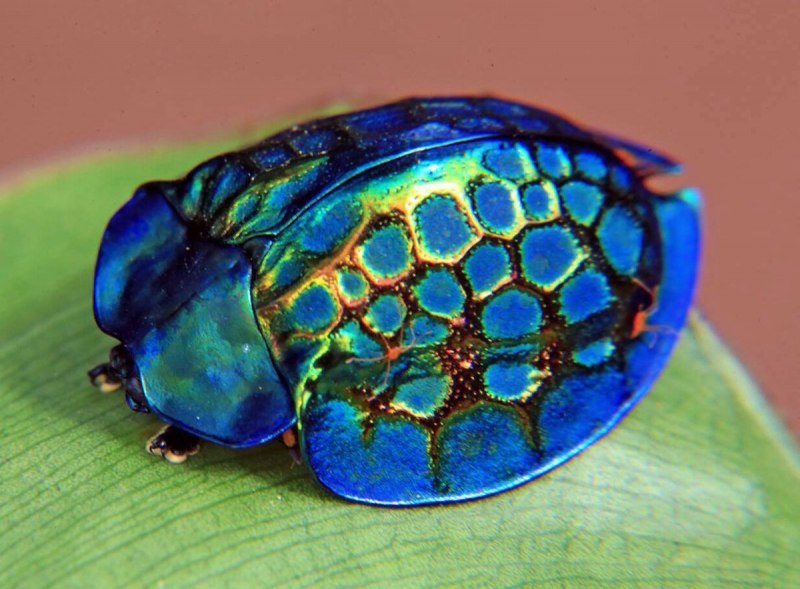 Золотая черепашка Жук