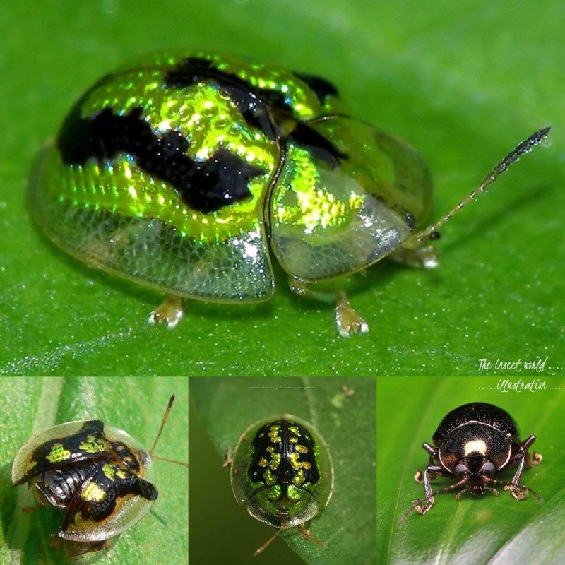 Жук "Золотая черепаха" (Charidotella sexpunctata)