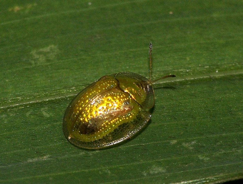 Золотой черепаховый Жук