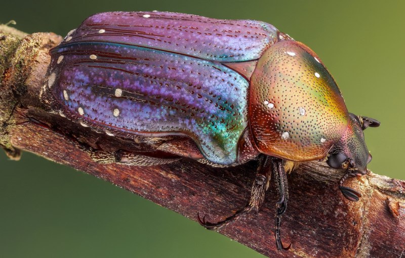 Жуки скарабеи Майский Жук
