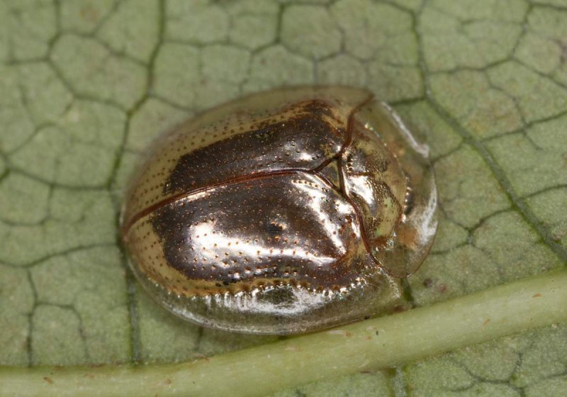 Жук Золотая черепаха