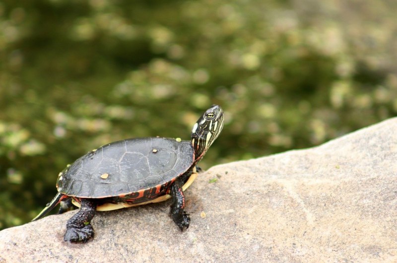 Бронзовик Жук синий