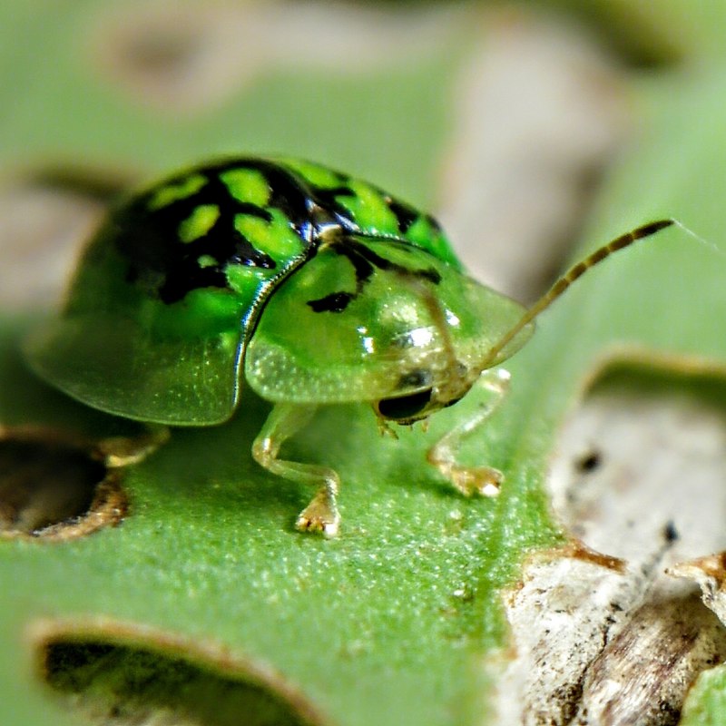 Листоед Золотая черепаха