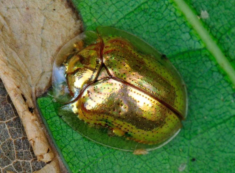 Золотой черепаховый Жук