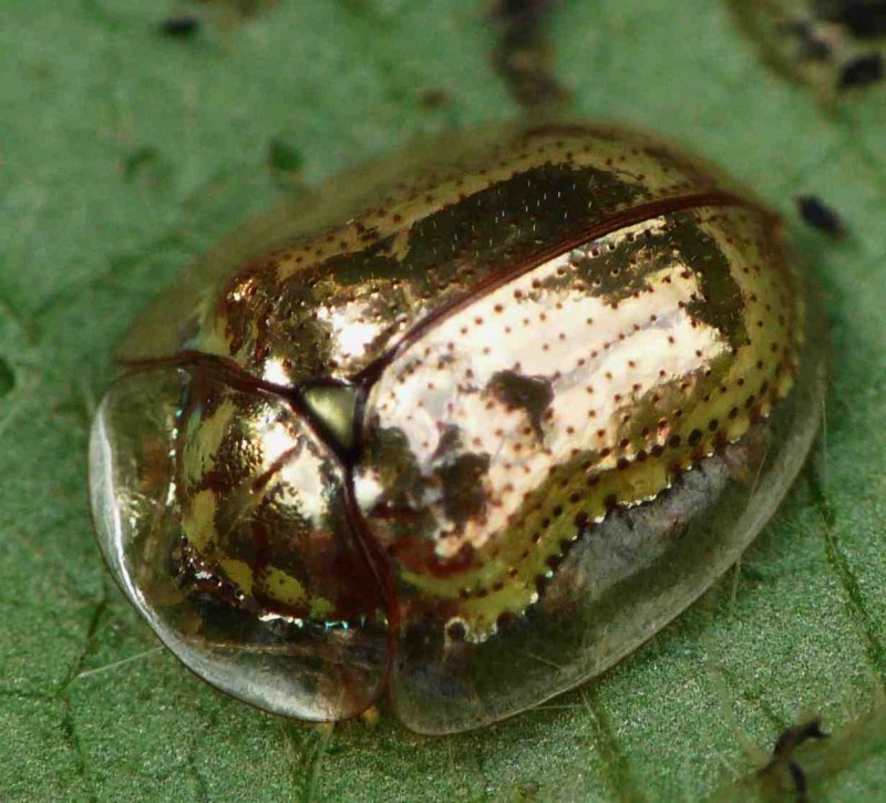 Золотой черепаховый Жук