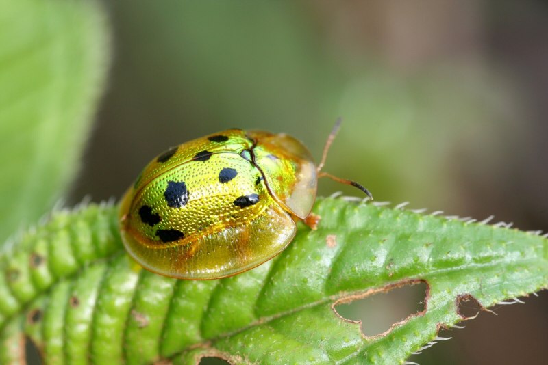 Золотой черепаховый Жук