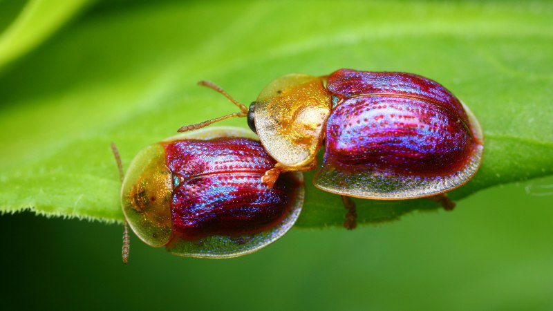 Бриллиантовый Жук