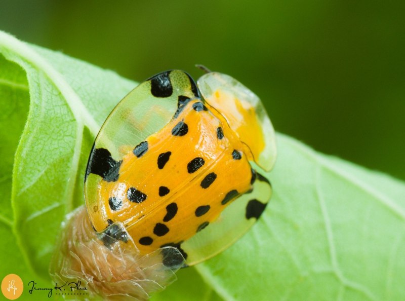 Золотой черепаховый Жук