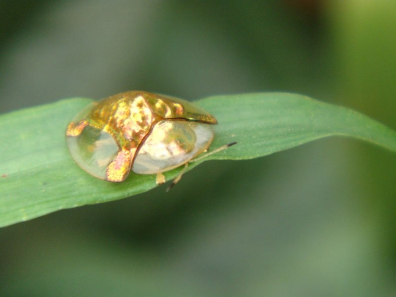 Щитник-черепашка Жук Пикассо