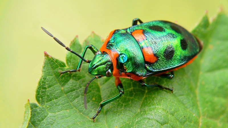 Большой разноцветный Жук