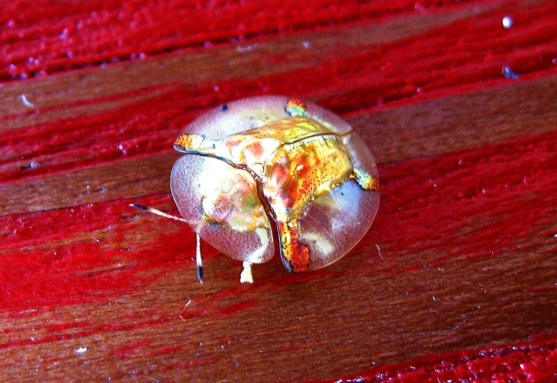 Насекомые Бразилии