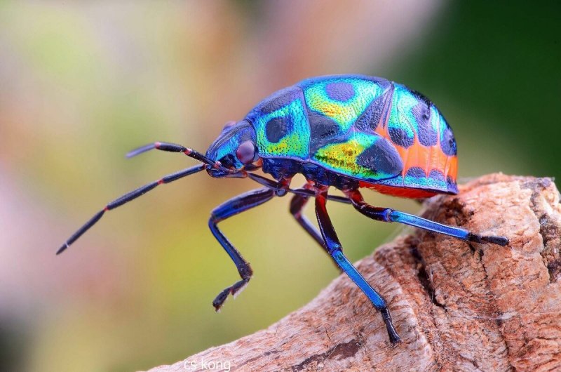 Земляной Жук